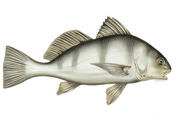 Black Drum
